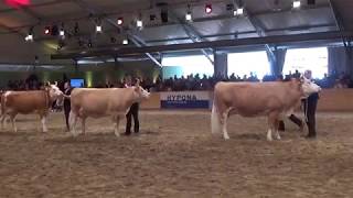 BEA 2018 Rassensiegerin Simmentaler [upl. by Novehs868]