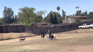 Blue Heeler AUSTRALIAN CATTLE DOG HERDING SHEEP [upl. by Ecirahs12]