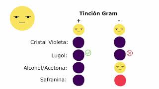 Tinciones Diferenciales [upl. by Lathrop]