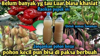 Luar biasa Racikan pupuk ini  Bisa Memaksa semua tanaman berbuah Lebat  Modal 3 bahan saja Loh [upl. by Esbenshade954]