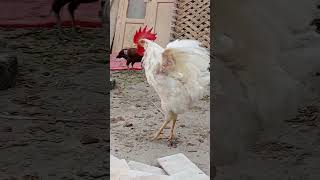 Hen Mating 🥰 [upl. by Latsryk]