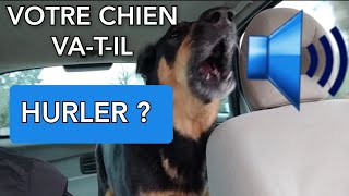 CHIEN MÉCHANT qui aboie très fort  bouchez vous les oreilles [upl. by Aenahs]