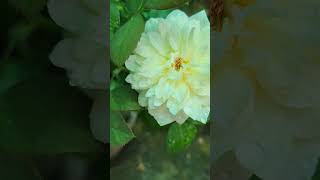 Chandos Beauty Rose🌹 Highly Fragrant Rose  chandosbeautyrose roses flowers shorts reels yt [upl. by Heigl]