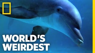 Dolphin Talk Decoded  Worlds Weirdest [upl. by Flaherty327]