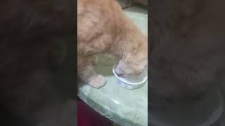 പൂച്ച എന്ന് കരുതി കരിമ്പുലിയ valarthiya pets catlover shortvideo luna youtubeshorts [upl. by Shaum]