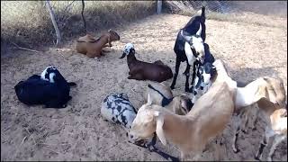 Amar Bakra Ki Awaaz At Goat Farming  Bakri Ka Awaaz Video [upl. by Minton]