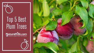 Top 5 Best Plum Trees  NatureHillscom [upl. by Schweitzer535]