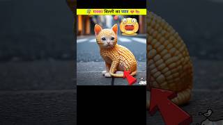 मक्का बिल्ली का प्यार 😍🤯  cute cat catlover shorts [upl. by Eiuqnom]