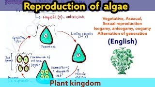 Reproduction in Algae  Plant kingdom  Boards  NEET  UG  PG [upl. by Eunice317]