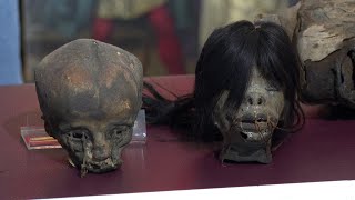 4 Shrunken Human Heads Recovered in Smuggling Ring Bust [upl. by Nnaeitak]