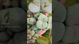 hoatrongdashop conophytum lithops succulents [upl. by Zenda]