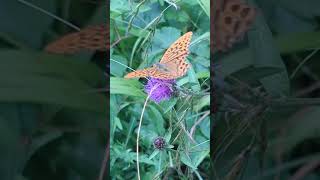 A look back to the summer A Silverwashed Fritillary feeding on Knapweed [upl. by Alderman]