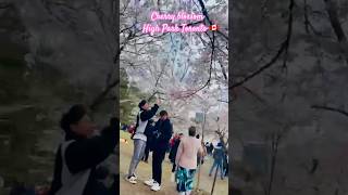 Get Ready For Canadas Cherry Blossom Season [upl. by Thynne816]