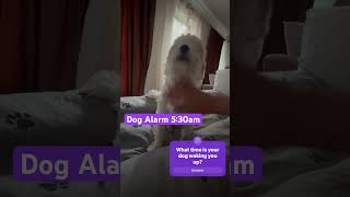 Early Morning Surprise Puppy Wakes Owner for Cuddles [upl. by Blaire]