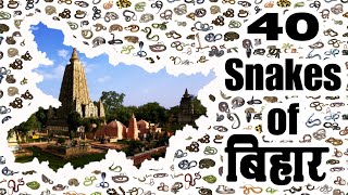 40 species of snakes found in Bihar बिहार में पाए जाने वाले 40 प्रजाति के साप [upl. by Onitram]