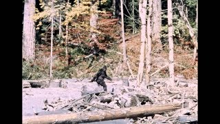 Bigfoot  PattersonGimlin Film  Stabilized  10201967 [upl. by Otsedom]