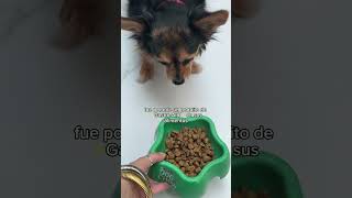 Gastro Aid  Probióticos para perritos [upl. by Sherfield]