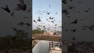 Khalifa Badal Bhaiya Ke 1500 Kabootaro ka shok kabootarbazi kabootar pigeon shorts short [upl. by Wei112]