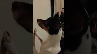 Puppy Chases Laser Pointer [upl. by Akselaw]