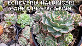 Echeveria halbingeri Care amp Propagation [upl. by Keyser62]