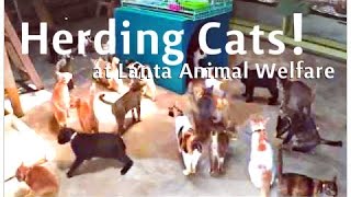 Herding Cats  Who Says It Cant Be Done [upl. by Vod251]