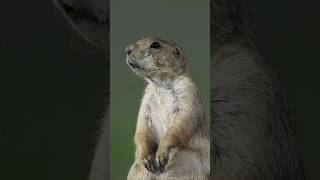 Prairie dogs barking prairiedog barking youtubehighfive [upl. by Nawram]