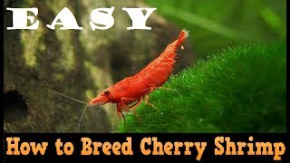 How to Breed Red Cherry Shrimp Easily [upl. by Murial]