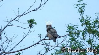 What sounds do owls make  baby great horned owls [upl. by Dena278]