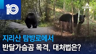 지리산 탐방로에서 반달가슴곰 목격…대처법은  뉴스TOP 10 [upl. by Jimmie]