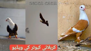 Karblai Kabootar Video  Karblai Pigeon  Karblai Kabootar Price  Rangeeen Kabootar Video🕊 [upl. by Nevil643]