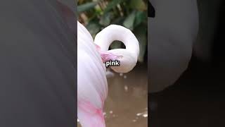 Why Flamingos Arent Born Pink 🦩flamingo flamengo naturefacts wildlifewonders animals [upl. by Ahsinal841]