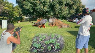 Day 10 Protecting backyard garden From Cabage Munching Fighting lizards hunting iguanas in Florida [upl. by Farrel85]