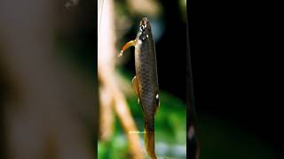 Splash Tetra Fish Gave Eggs Outside Of the Water😱‼️wildfishshortsviral bettafishfood [upl. by Lednyk]