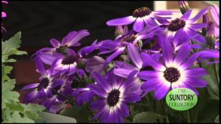 Early Season Color with Senetti® Pericallis [upl. by Aba]