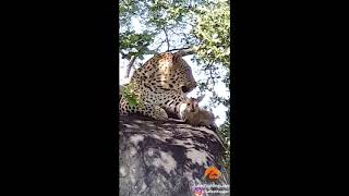 WATCH Leopard plays with baby duiker before the inevitable kill [upl. by Nittirb]