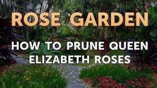 How to Prune Queen Elizabeth Roses [upl. by Nuawaj]