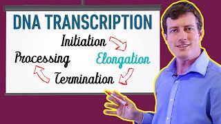 DNA Transcription Made EASY  Part 2 Elongation [upl. by Ingold]