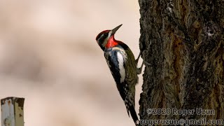 HDObservations  RedNaped Sapsucker 4K UHD [upl. by Bortz]