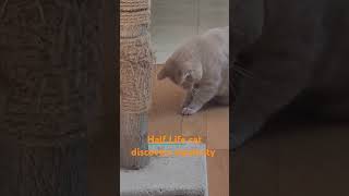 Half Life cat discovers the incredibly stretchy factor of the common rubberband funny halflife [upl. by Eppilihp530]