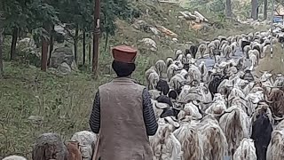 Morning of 30102024  A glimpse into the lives of Shepherds at Uttarakhand hills [upl. by Kandace930]