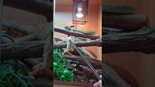 Chrysopelea ornata eats quail chick LIGHTNING STRIKE Flying Snakes are awesome [upl. by Reaht834]