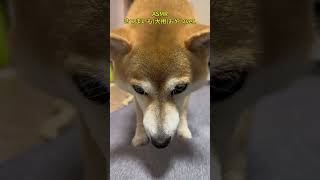 ASMRさつまいものおやつver shorts 柴犬 かわいい asmr [upl. by Jola219]