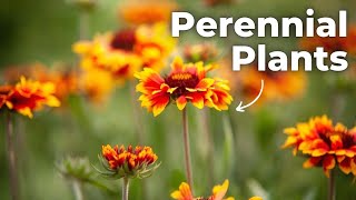 The Ultimate Guide to Perennial Plants Low Maintenance amp High Beauty [upl. by Papotto]