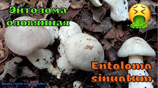 Энтолома ядовитая  Entoloma sinuatum [upl. by Akeinahs]