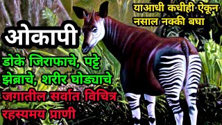 okapi prani chi mahiti  okapi prani vishay mahiti  okapi prani mahiti  okapi prani  okapi animal [upl. by Ecirtnom]