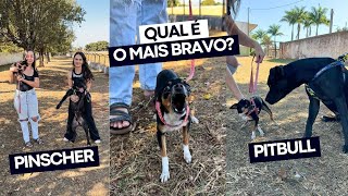 DIFERENÇAS CACHORRO PEQUENO X CACHORRO GRANDE 🐕 [upl. by Adiaros]