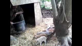 The new stripey baby pigs at Oldfarm [upl. by Platt681]