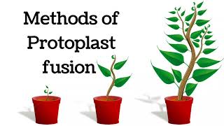 Methods of protoplast fusion  Spontaneous vs Induced protoplast fusion [upl. by Idac]