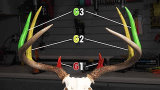 How To Score A Deer [upl. by Mariette757]