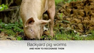 Outdoor pig worms in New Zealand  Sez the Vet [upl. by Pietje]